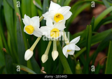 Narcissus Avalanche duftende kleine gelbe und weiße Narzissenblüten Tazetta Narzissenblüten Stockfoto