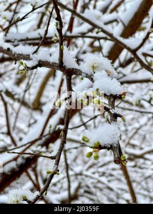 Schnee, Nahaufnahme im blühenden Frühling Äste und Blumen, die im Frühling unter dem Schnee gefrieren. Blütenbaum mit Sprossen und Blumen mit selektiven f Stockfoto
