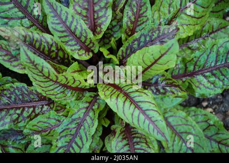 Rumex sanguineus redvene dockt üppig grüne Blätter an Stockfoto