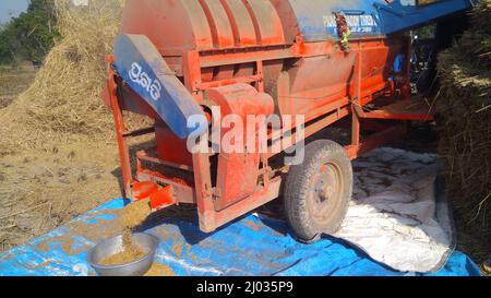 13. Januar 2020, indische Bauern oder Landarbeiter ernten Reis mit Paddy Thrashing, Erntemaschine oder mechanischem Reisdrescher auf dem Traktor. Stockfoto