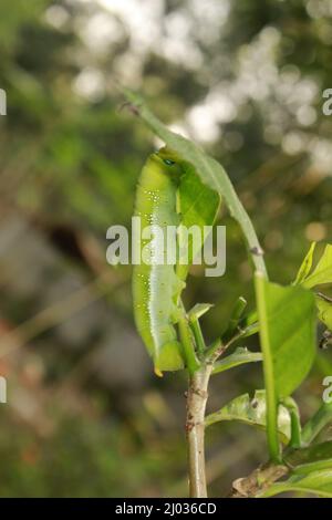 Raupen fressen frische Blätter. Stockfoto