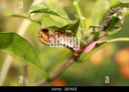 Raupen fressen frische Blätter. Stockfoto