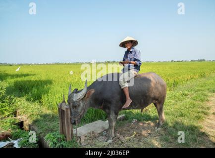 Hoi an Stadt - Vietnam, 18. April 2017; Reisfelder in der Nähe von Hoi an. Ein Bauer, der einen Büffel besitzt. Reisfeld-Ausflugspunkt mit Büffel. Stockfoto