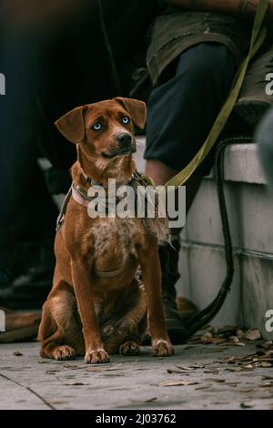 Schöne Aufnahme eines österreichischen Pinscher-Hundes in einem Baumkrüge Stockfoto