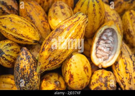 Rohe Kakaobohne. Theobroma Frucht reife Pflanzensamen. Stockfoto