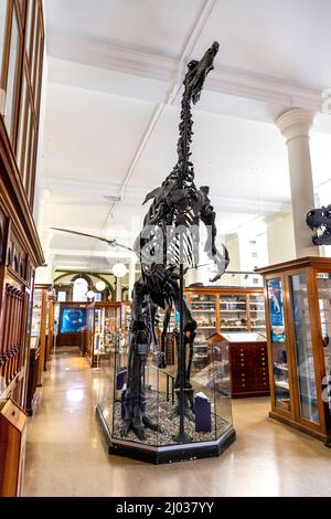 Skelett eines Iguanodon-Dinosauriers im Sedgwick Museum of Earth Sciences, Cambridge, Großbritannien Stockfoto