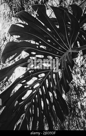 Monstera Deliciosa Blatt in einer Schwarz-Weiß-Fotografie Stockfoto