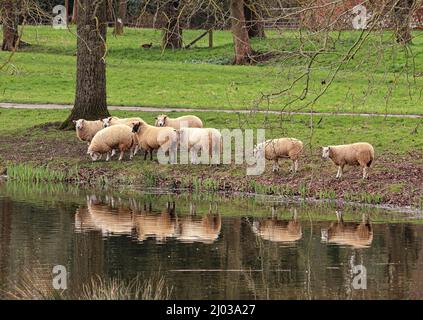 Schafe weiden in einem englischen Park mit ihren Reflexionen in einem See Stockfoto