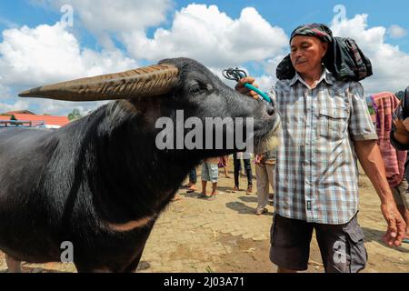 Mann und Büffel auf Asiens größtem Büffelmarkt, Bolu in der Nähe der nördlichen Hauptstadt, Bolu, Rantepao, Toraja, Sulawesi, Indonesien Stockfoto