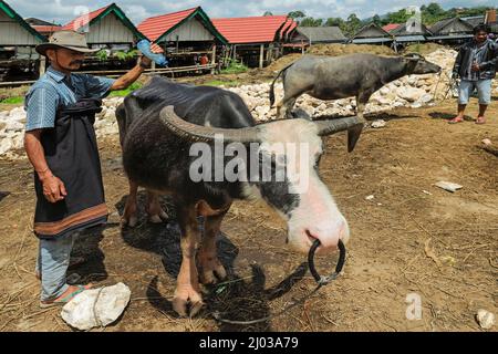 Tedong bonga (piebaldköpfiger Büffel) auf dem Büffelmarkt in Bolu in der Nähe von North Toraja Capital, Bolu, Rantepao, Toraja, South Sulawesi, Indonesien Stockfoto