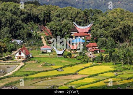 Kirche und Tongkonan Häuser in Lempo inmitten der Batutumonga Reisfelder, Batutumonga, Rantepao, Toraja, Süd Sulawesi, Indonesien Stockfoto