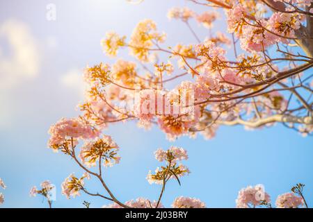 Pink Tecoma Rosy Trompete Baum schöne Natur Blume gegen blauen sonnigen Himmel. Stockfoto