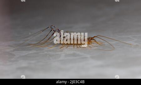 Scutigera coleoptrata, Haus Centipede Stockfoto