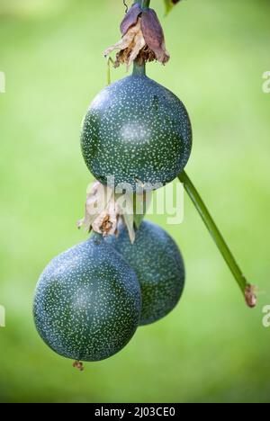 Passiflora ligularis, granadillagrün. Stockfoto
