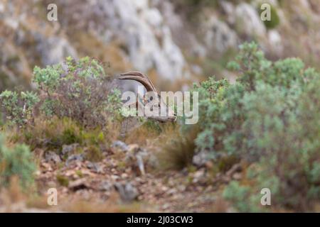 Spanischer Steinbock / Iberischer Steinbock (Capra pyrenaica) männliches Porträt zwischen Vegetation Stockfoto