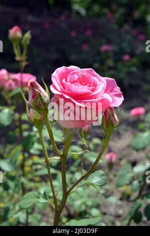 Wunderschöne helle Natur, farbenfrohe Rosensträucher mit rosa Blütenknospen, die von Sonnenlicht beleuchtet werden. Stockfoto
