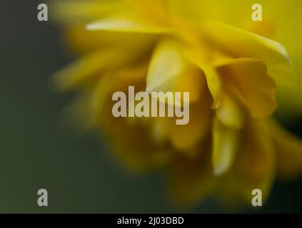 Eine Nahaufnahme einer doppelten gelben Narcissi-Blume mit einem weichen Fokus-Effekt Stockfoto