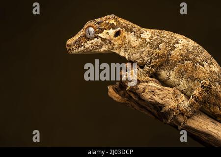 Gargoyle Gecko (Rhacodactylus auriculatus). Diese Art stammt aus Neukaledonien (einer Inselgruppe zwischen Fidschi und Australien) Stockfoto