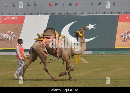 Lahore, Punjab, Pakistan. 12. März 2022. Pakistanische Teilnehmer nehmen an der National Horse and Cattle Show im Fortress Stadium Teil, die von der Regierung Punjab in Lahore organisiert wird. (Bild: © Rana Sajid Hussain/Pacific Press via ZUMA Press Wire) Stockfoto