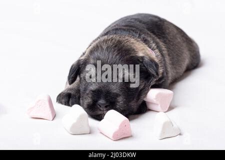 Ein kleiner neugeborener Welpe schläft zwischen herzförmigen Süßigkeiten. Kleiner schlafender schwarzer Miniatur-Schnauzer-Welpe auf weißem Hintergrund. Tierpflege. National Puppy Stockfoto