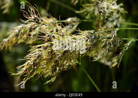 Wunderschöne und unwiederholbare Natur, wilde Pflanzen und Kräuter. Kleine und dünne Spikelets aus reifem Gras, beleuchtet von einer sonnigen Farbe. Stockfoto