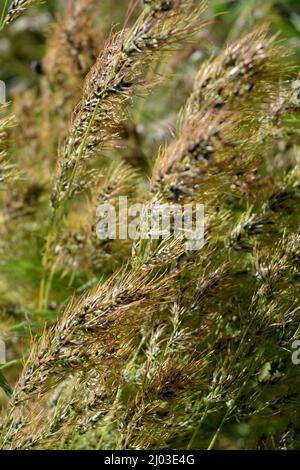 Wunderschöne und unwiederholbare Natur, wilde Pflanzen und Kräuter. Kleine und dünne Spikelets aus reifem Gras, beleuchtet von einer sonnigen Farbe. Stockfoto