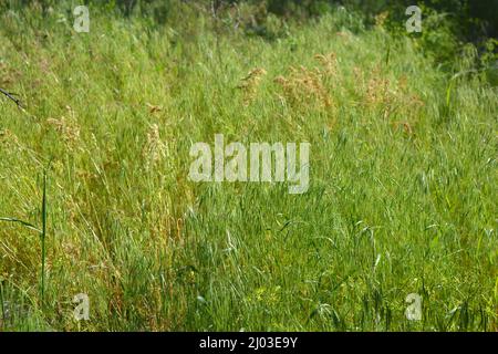 Wunderschöne und unwiederholbare Natur, wilde Pflanzen und Kräuter. Kleine und dünne Spikelets aus reifem Gras, beleuchtet von einer sonnigen Farbe. Stockfoto