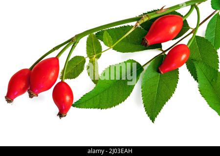 Hagebuttenstängel mit Beeren und Blättern Stockfoto
