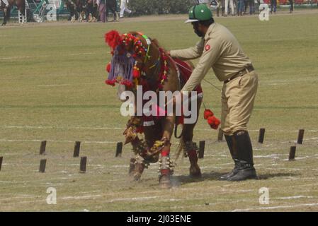 Lahore, Punjab, Pakistan. 12. März 2022. Pakistanische Teilnehmer nehmen an der National Horse and Cattle Show im Fortress Stadium Teil, die von der Regierung Punjab in Lahore organisiert wird. (Bild: © Rana Sajid Hussain/Pacific Press via ZUMA Press Wire) Stockfoto