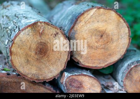 Im Wald liegen gefällte Holzstämme aus Kiefern auf dem Boden. Der innere Teil des Baumstammes mit Jahresringen aus der Nähe Stockfoto