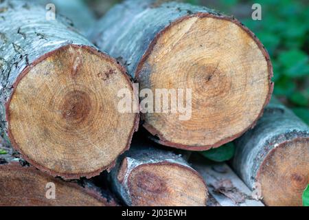 Im Wald liegen gefällte Holzstämme aus Kiefern auf dem Boden. Der innere Teil des Baumstammes mit Jahresringen aus der Nähe Stockfoto