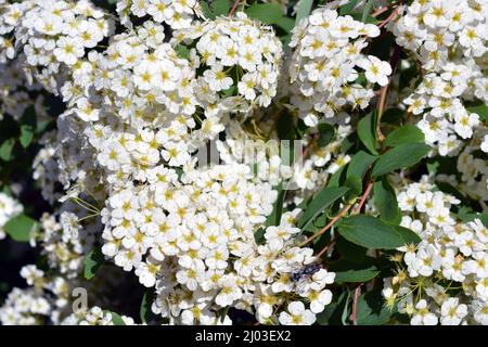 Festliche Blumen, blühende Büsche von Spiraea alba, weiße schmalblättrige Mädesüß, blasses Bräute oder pipestem, mit hellen kleinen Blüten. Stockfoto