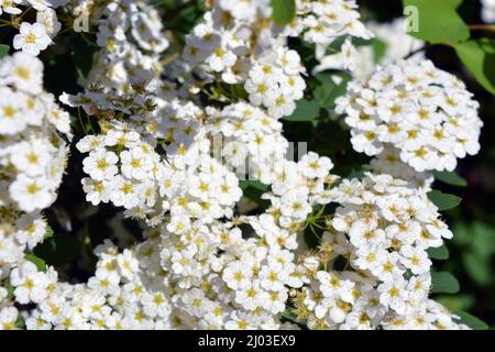 Festliche Blumen, blühende Büsche von Spiraea alba, weiße schmalblättrige Mädesüß, blasses Bräute oder pipestem, mit hellen kleinen Blüten. Stockfoto