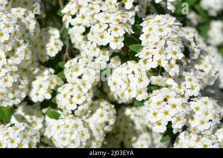 Festliche Blumen, blühende Büsche von Spiraea alba, weiße schmalblättrige Mädesüß, blasses Bräute oder pipestem, mit hellen kleinen Blüten. Stockfoto