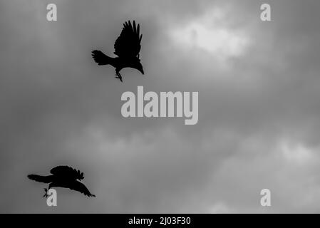 Graustufen-Aufnahme von schwarz fliegenden Vögeln Silhouetten in einem bewölkten Himmel Stockfoto