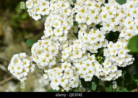 Festliche Blumen, blühende Büsche von Spiraea alba, weiße schmalblättrige Mädesüß, blasses Bräute oder pipestem, mit hellen kleinen Blüten. Stockfoto