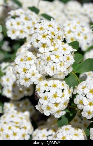Festliche Blumen, blühende Büsche von Spiraea alba, weiße schmalblättrige Mädesüß, blasses Bräute oder pipestem, mit hellen kleinen Blüten. Stockfoto