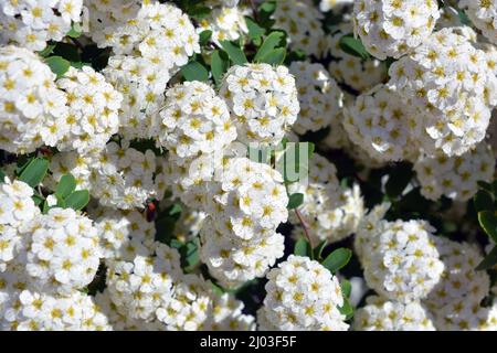 Festliche Blumen, blühende Büsche von Spiraea alba, weiße schmalblättrige Mädesüß, blasses Bräute oder pipestem, mit hellen kleinen Blüten. Stockfoto