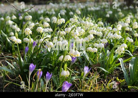 Weiße Schneeflocken im Frühling Leucojum vernum wächst im Garten. Stockfoto