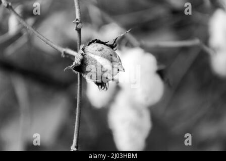 Levant Cotton in Guatemala, mittelamerika Stockfoto
