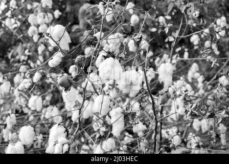 Levant Cotton in Guatemala, mittelamerika Stockfoto