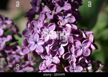 Ungewöhnliche Pflanzen, große Büsche, farbenfrohe Natur im Sommer. Dunkelviolett blühende lilafarbene Büsche Syringa, Begrifflichkeit, beleuchtet durch Sonnenlicht. Stockfoto