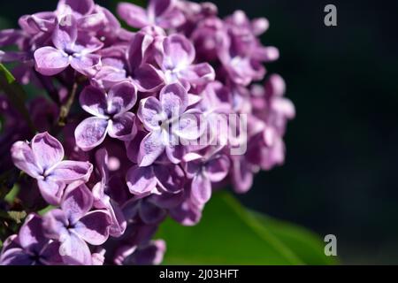 Ungewöhnliche Pflanzen, große Büsche, farbenfrohe Natur im Sommer. Dunkelviolett blühende lilafarbene Büsche Syringa, Begrifflichkeit, beleuchtet durch Sonnenlicht. Stockfoto