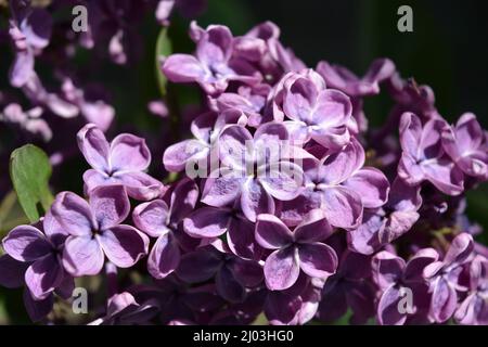 Ungewöhnliche Pflanzen, große Büsche, farbenfrohe Natur im Sommer. Dunkelviolett blühende lilafarbene Büsche Syringa, Begrifflichkeit, beleuchtet durch Sonnenlicht. Stockfoto