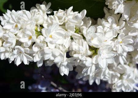 Helle und farbenfrohe Natur, Grün, grüne Büsche und Bäume im Frühling. Weiß blühende Fliedersträucher Syringa, Begrifflichkeit des hellen Sonnenlichts. Stockfoto