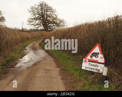 Straßenschild warnt Autofahrer, sich zu verlangsamen, um Kröten und andere Amphibien zu vermeiden, die im Frühjahr über diese Landstraße in der Nähe von Compton Dando, Somerset, wandern Stockfoto