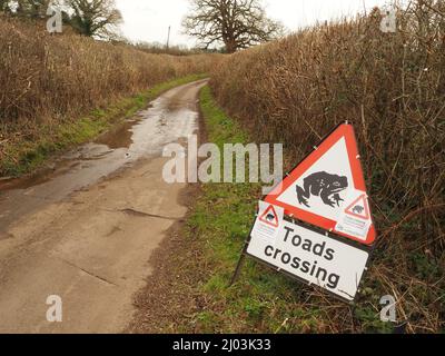 Straßenschild warnt Autofahrer, sich zu verlangsamen, um Kröten und andere Amphibien zu vermeiden, die im Frühjahr über diese Landstraße in der Nähe von Compton Dando, Somerset, wandern Stockfoto