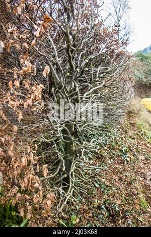 Buchenhecke nach dem Winterschnitt, Wales, Großbritannien Stockfoto