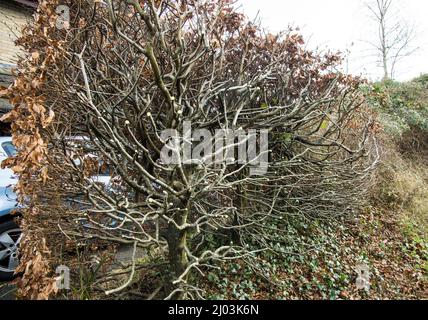 Buchenhecke nach dem Winterschnitt, Wales, Großbritannien Stockfoto