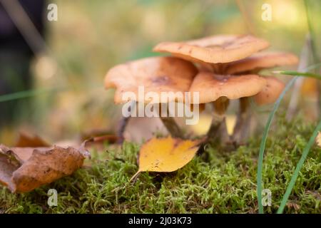 Pilze Honig Agarics wachsen auf dem Boden, im Gras im Wald, Russland. Herbstzeit Stockfoto